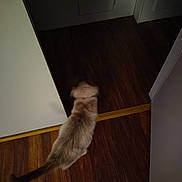 Simba Lou is registered to the contest to win money with this photo: abyssinian, animal, cat, closet, cupboard, door, furniture, hardwood, indoors, interiordesign, kitten, pet, plywood, siamese, slidingdoor, stainedwood, wood