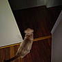 abyssinian, animal, cat, closet, cupboard, door, furniture, hardwood, indoors, interiordesign, kitten, pet, plywood, siamese, slidingdoor, stainedwood, wood