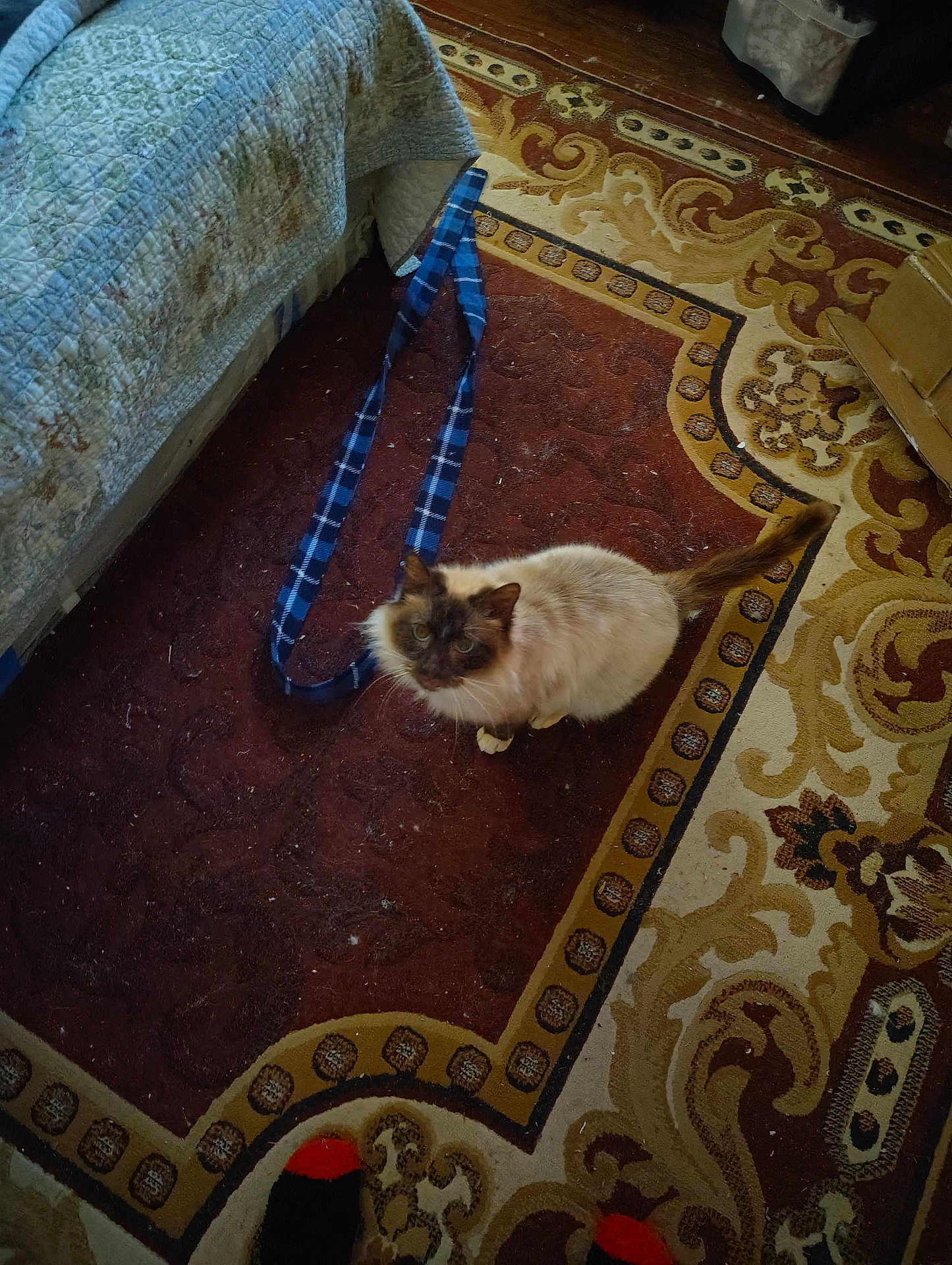 Simba Lou