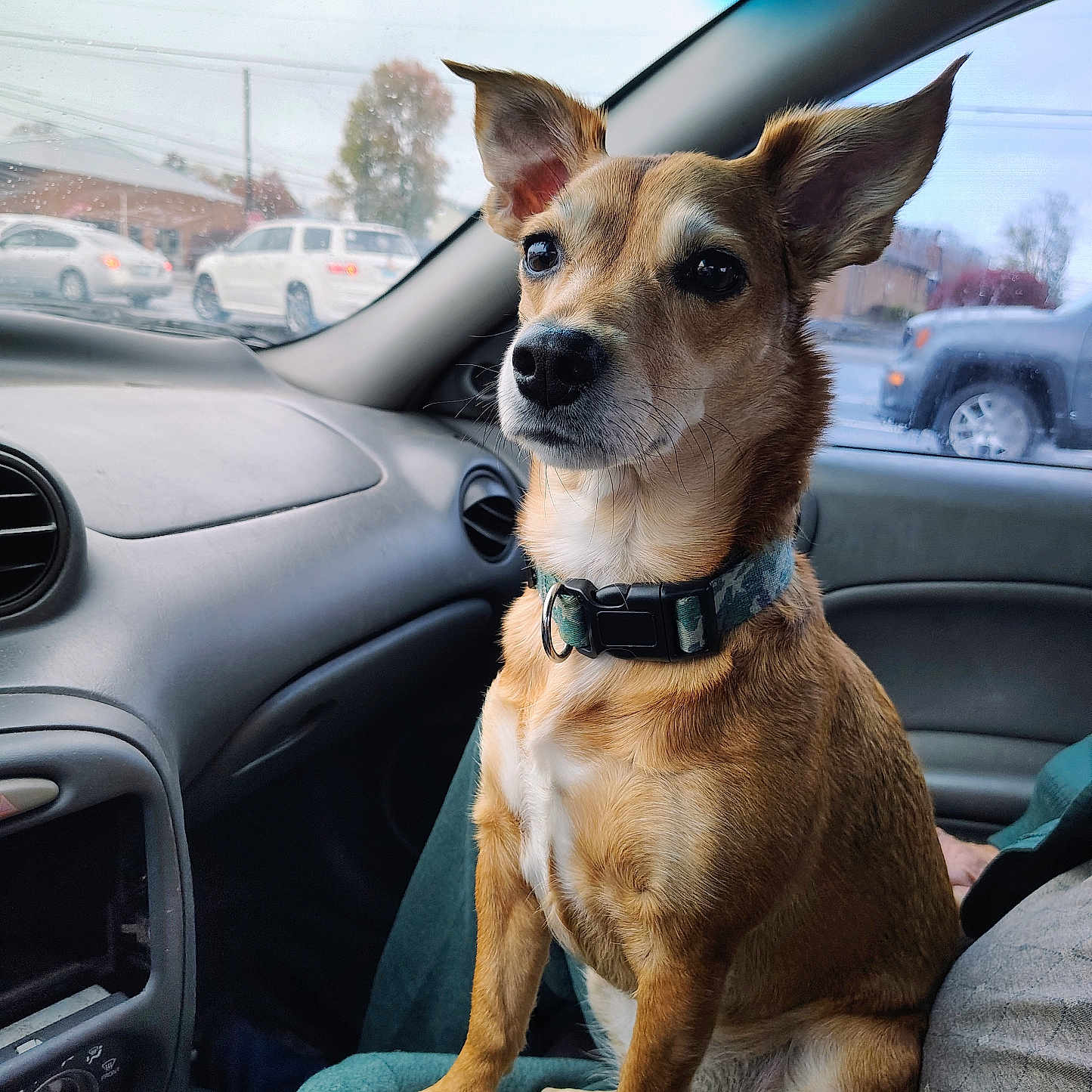 Baby Girl joined the competition — help win amazing prizes! animal, car, collar, companion, dashboard, dog, ears, fur, indoor, nose, passenger, paw, pet, rainy, road, seat, sideview, travel, vehicle, window