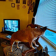 Babygirl joined the competition — help win amazing prizes! animal, blinds, brown_dog, chair, cozy, curious, decor, dog, indoor, light_and_shadow, looking_out, pet, room, standing, television, vintage_style, wall_art, window, wooden_furniture, zebra_pattern