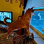 dog, chair, window, zebra_pattern, television, tv_show, living_room, curtain, wooden_furniture, feathers, plaque, wall_art, reflection, pet, animal, indoors, furniture, watching, brown_dog, cozy
