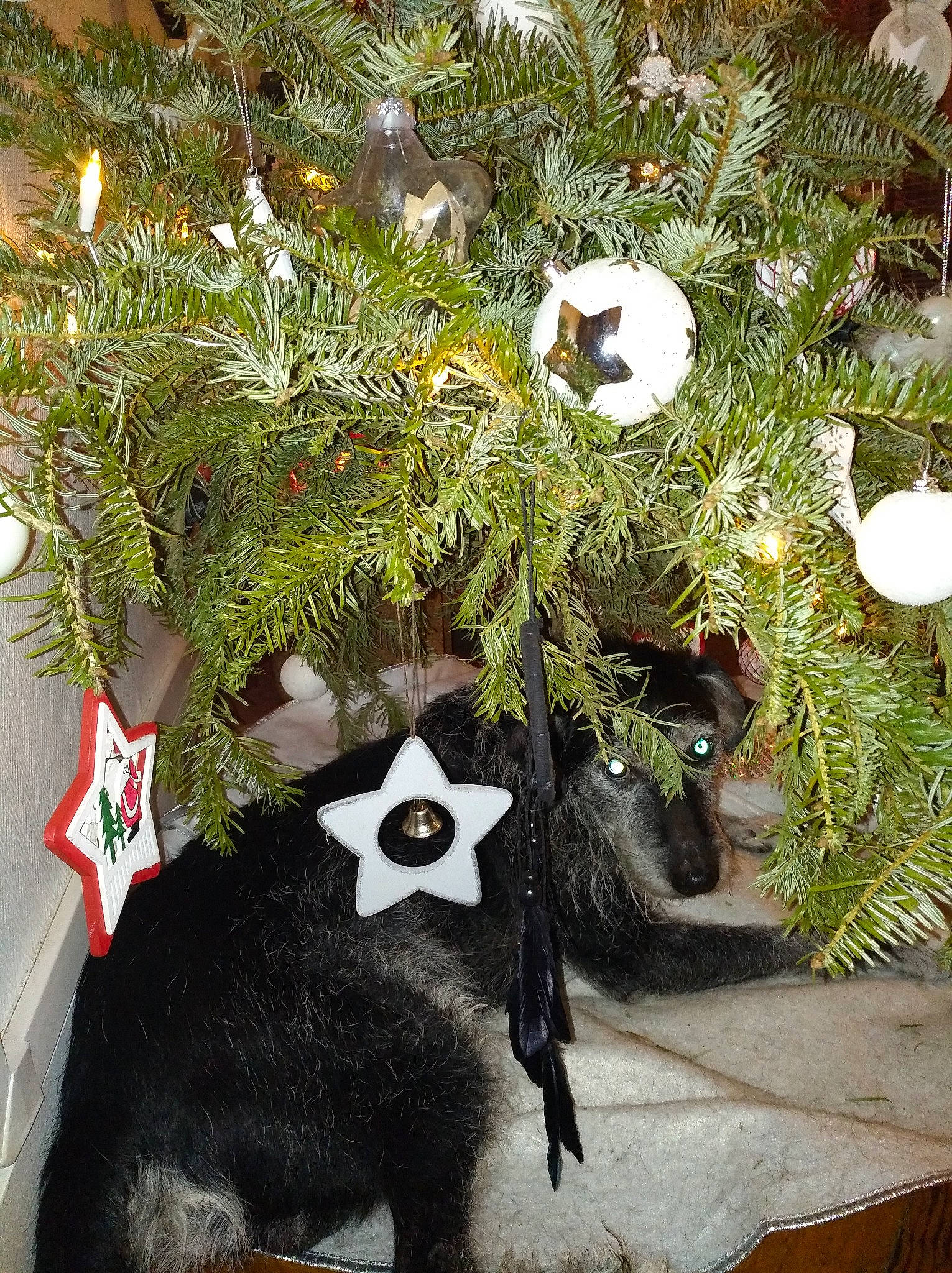 Sunny participe au concours pour gagner de l&#x27;argent avec cette photo : bear, branch, christmas, christmas_decoration, christmas_ornament, christmas_tree, conifer, cypress_family, evergreen, fir, fur, holiday_ornament, interior_design, juniper, ornament, pine_family, plant, spruce, tree, woody_plant