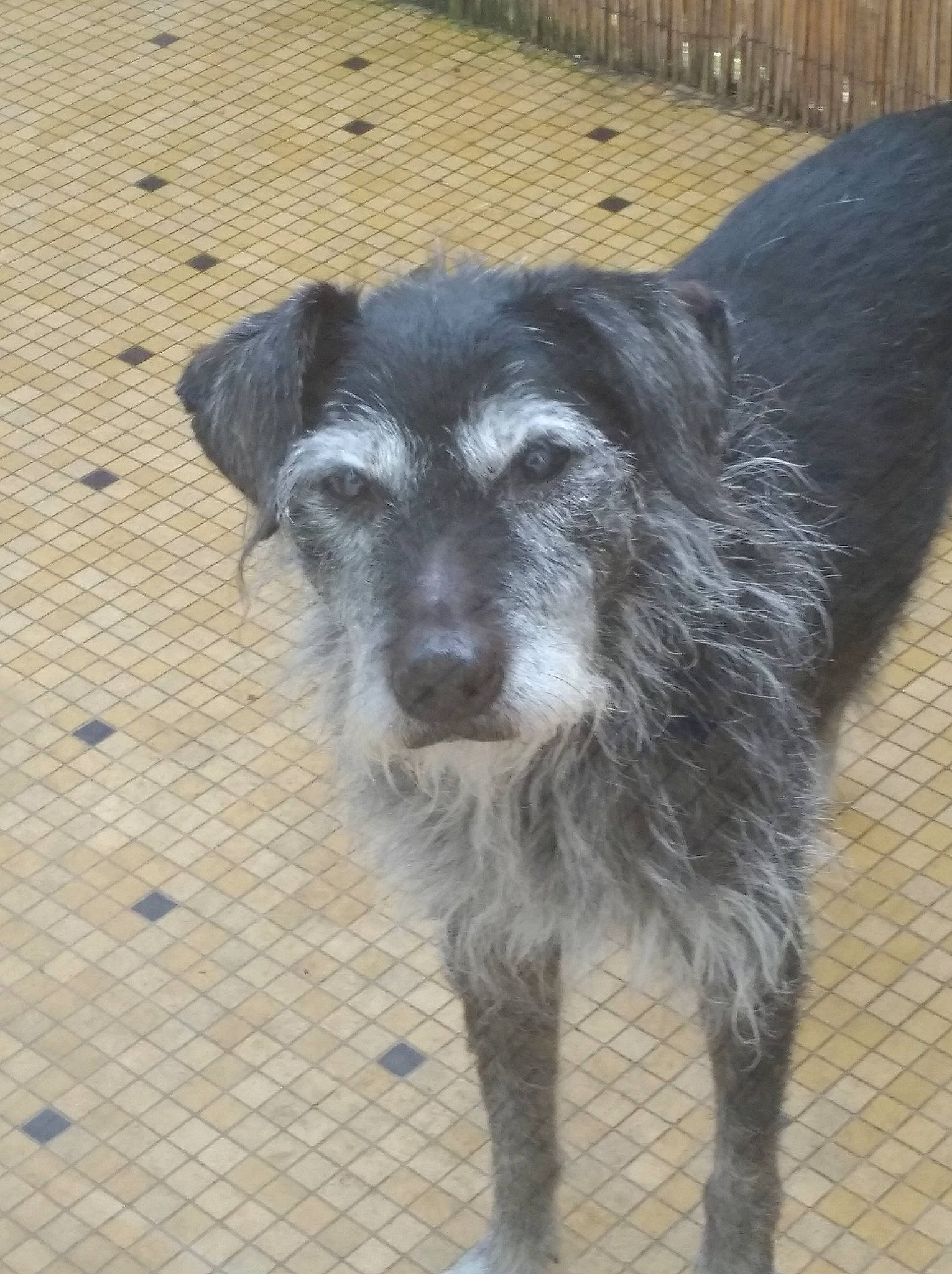 Sunny a rejoint le concours — aidez-le/la à gagner de superbes lots ! canidae, carnivore, companion_dog, dog, dog_breed, mammal, rare_breed_dog, schnauzer, snout, sporting_group, street_dog