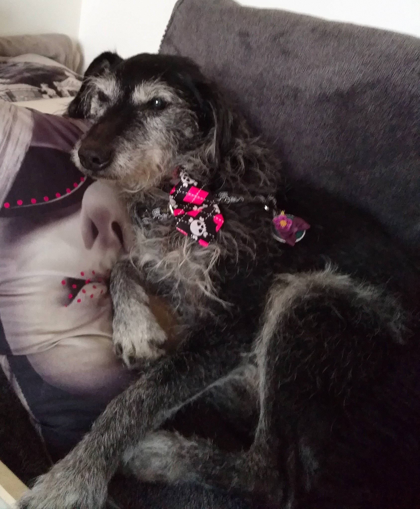 Sunny a rejoint le concours — aidez-le/la à gagner de superbes lots ! canidae, carnivore, companion_dog, dog, dog_breed, fur, irish_wolfhound, labradoodle, lurcher, puppy, scottish_deerhound, spaniel, sporting_group