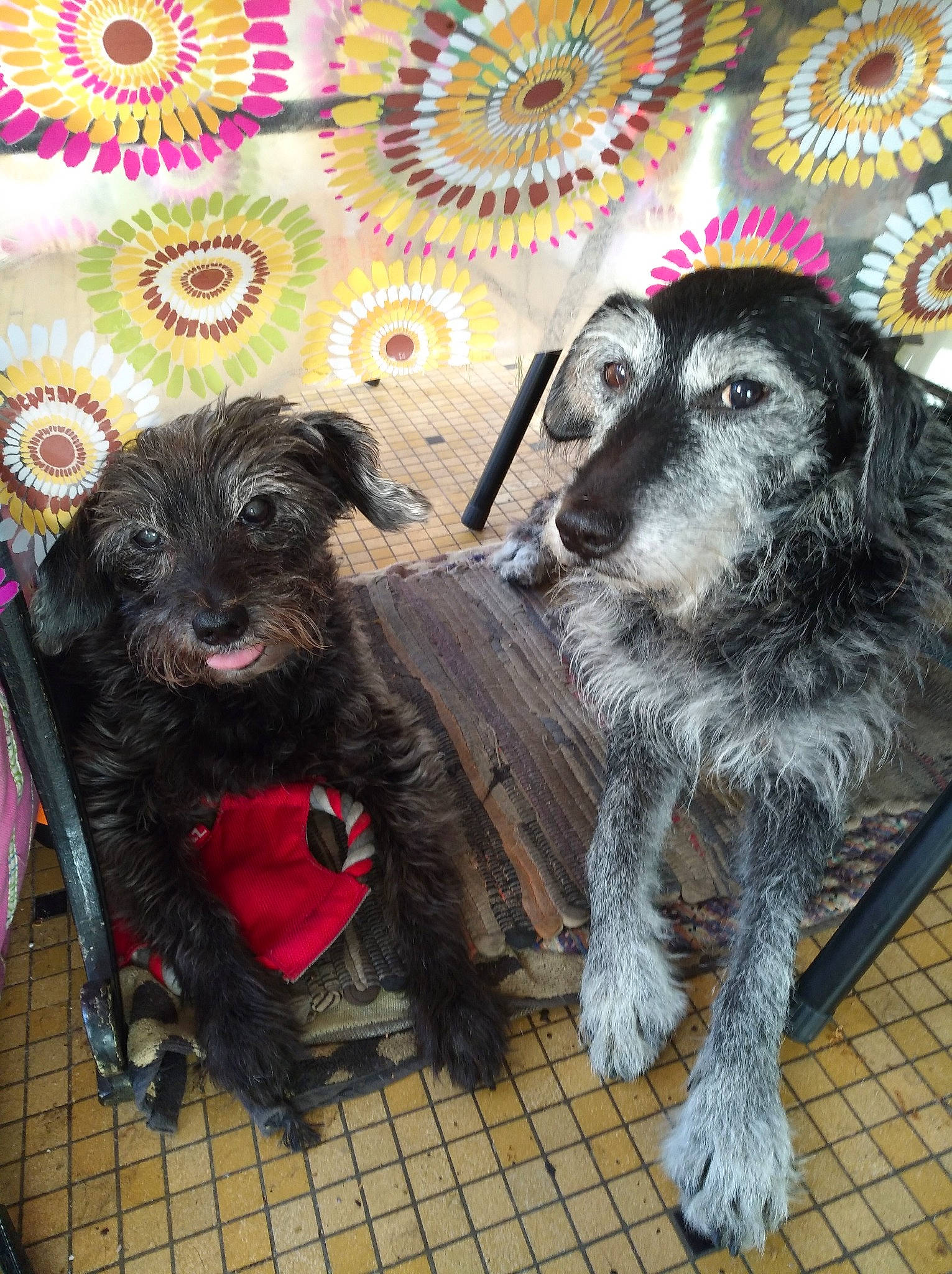 Sunny a rejoint le concours — aidez-le/la à gagner de superbes lots ! canidae, carnivore, dog, dog_breed, irish_wolfhound, mammal, miniature_schnauzer, puppy, rare_breed_dog, scottish_deerhound, sporting_group, terrier, vertebrate