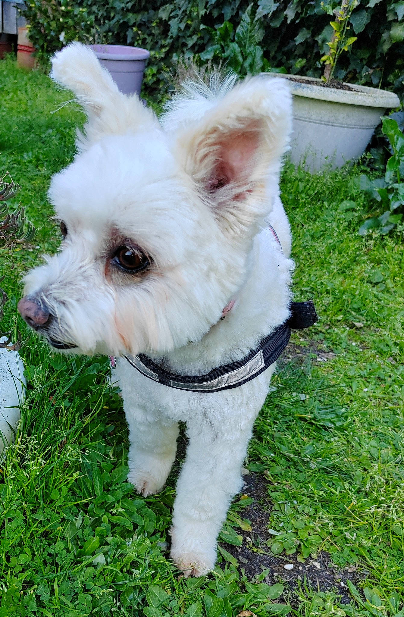 Lyxie participe au concours pour gagner de l'argent avec cette photo : canidae, carnivore, collar, companion_dog, dog, dog_breed, dog_collar, dog_supply, fashion_accessory, grass, non_sporting_group, plant, small_terrier, snout, sporting_group, tail, terrier, toy_dog, windmill, working_animal