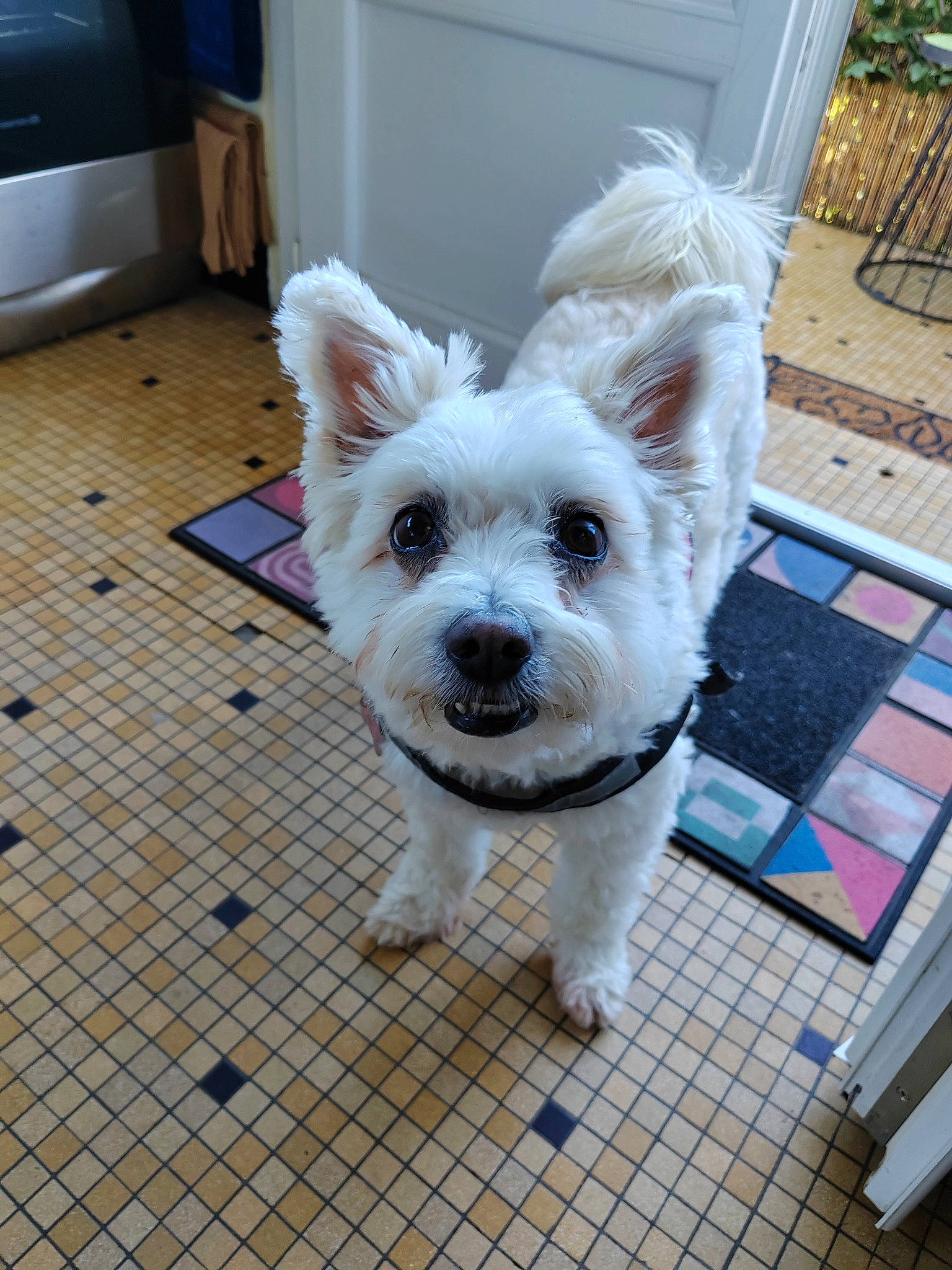 Lyxie participe au concours pour gagner de l'argent avec cette photo : canidae, carnivore, collar, companion_dog, dog, dog_breed, dog_collar, dog_supply, door, fawn, flooring, fur, hardwood, pattern, small_terrier, sporting_group, tail, terrier, toy_dog, working_animal