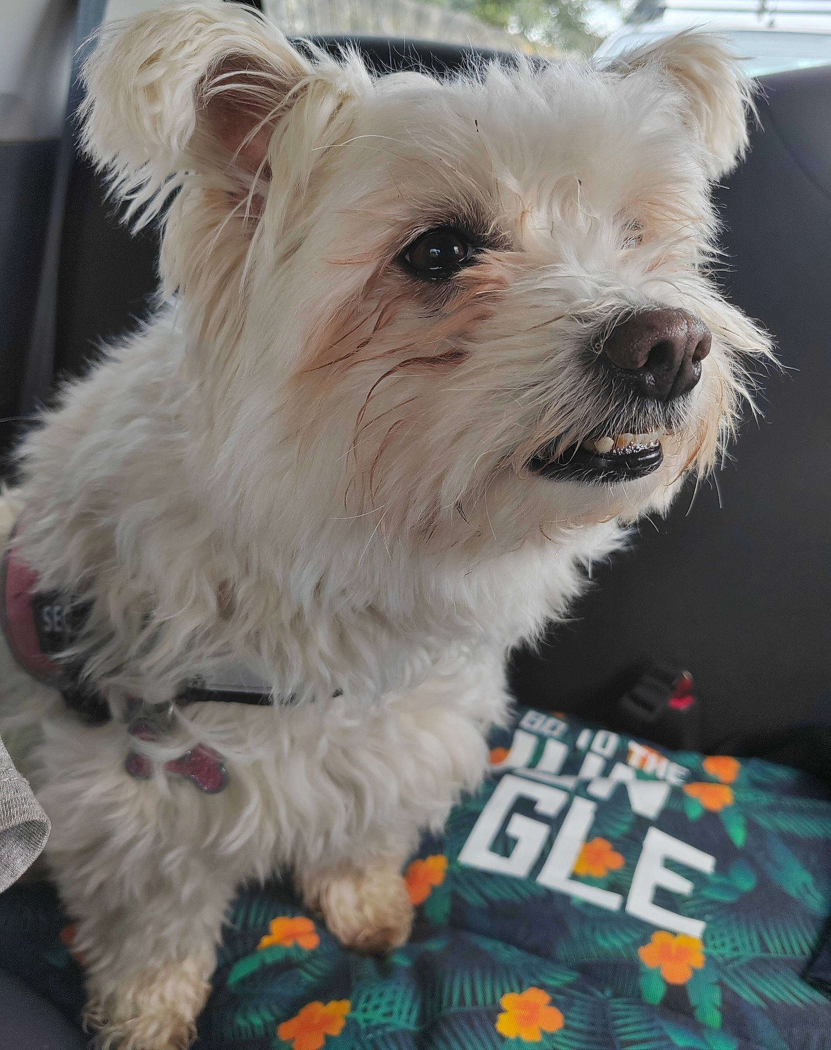 Lyxie participe au concours pour gagner de l'argent avec cette photo : biewer_terrier, canidae, carnivore, collar, companion_dog, dog, dog_breed, dog_supply, fur, non_sporting_group, small_terrier, snout, sporting_group, terrestrial_animal, terrier, toy_dog, working_animal