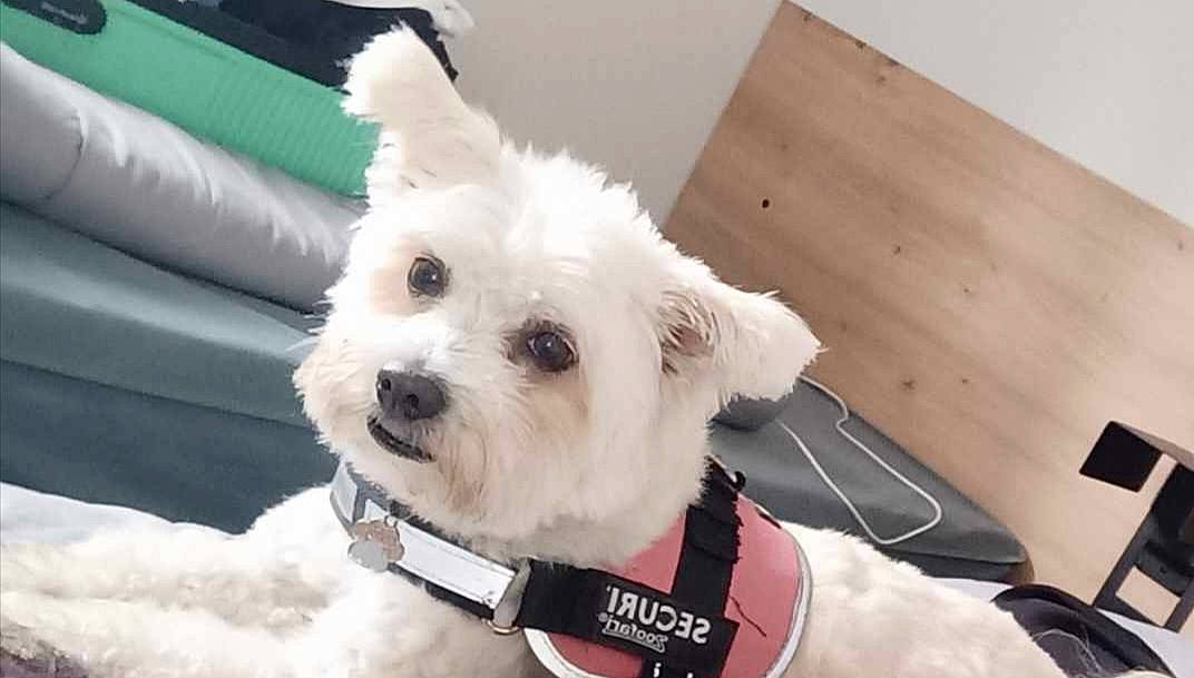 Lyxie participe au concours pour gagner de l'argent avec cette photo : canidae, carnivore, collar, companion_dog, dog, dog_breed, dog_clothes, dog_collar, dog_supply, fur, labradoodle, pet_supply, small_terrier, snout, sporting_group, terrier, toy_dog, white, wood, working_animal