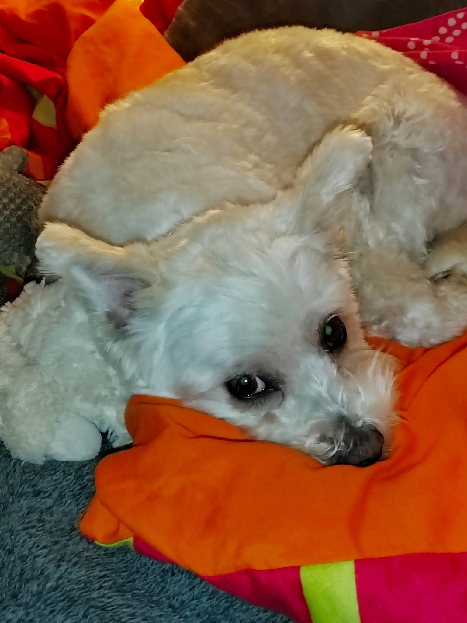 Lyxie a rejoint le concours — aidez-le/la à gagner de superbes lots ! canidae, carnivore, companion_dog, dog, dog_bed, dog_breed, dog_clothes, dog_supply, fawn, fur, goldendoodle, labradoodle, puppy_love, small_terrier, snout, sporting_group, terrier, toy_dog, water_dog, working_animal