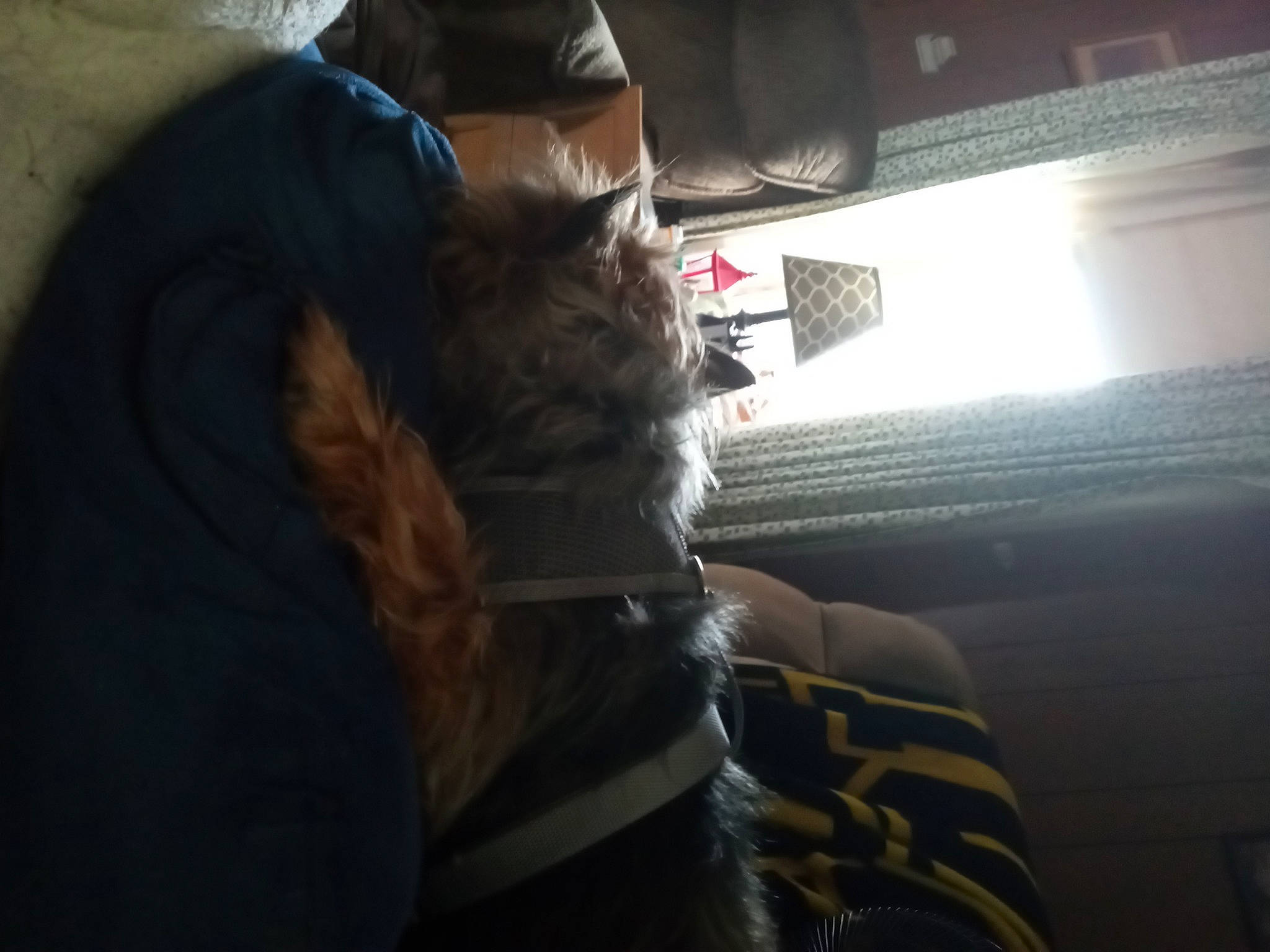 Knuckles is registered to the contest to win money with this photo: auto_part, automotive_exterior, automotive_lighting, beard, carnivore, comfort, companion_dog, darkness, dog_breed, eyewear, felidae, fur, gesture, human_leg, personal_luxury_car, small_to_medium_sized_cats, thigh, vehicle_door, whiskers, windshield