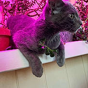 Spikey is registered to the contest to win money with this photo: cat, gray_cat, plant, pink_lighting, ledges, indoor, pet, animal, feline, relaxed, side_view, greenery, decor, houseplant, domestic_cat, fur, alert, close_up, resting, colorful