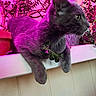 cat, gray_cat, plant, pink_lighting, ledges, indoor, pet, animal, feline, relaxed, side_view, greenery, decor, houseplant, domestic_cat, fur, alert, close_up, resting, colorful