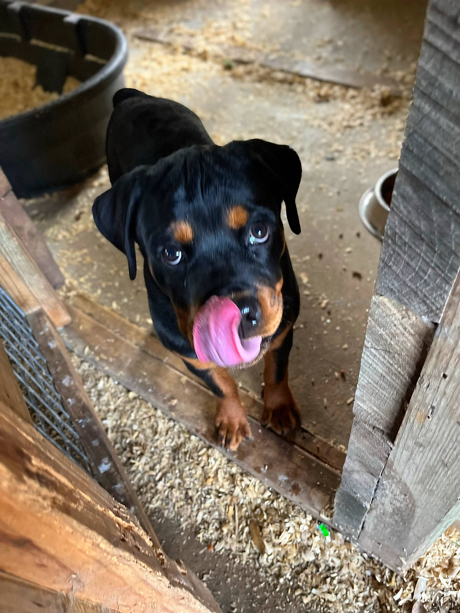 Clyde is registered to the contest to win money with this photo: canidae, carnivore, companion_dog, dog, dog_breed, fawn, guard_dog, hound, molosser, paw, plant, rottweiler, snout, sporting_group, street_dog, terrestrial_animal, toy_dog, whiskers, working_animal, working_dog