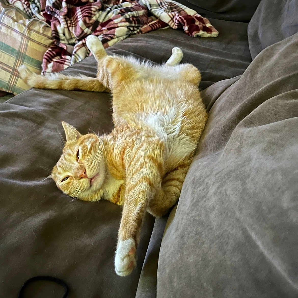 Noodle is registered to the contest to win money with this photo: abyssinian, animal, baby, bed, bedroom, blanket, cat, couch, cushion, furniture, homedecor, indoors, kitten, linen, manx, person, pet, quilt, room, sleeping