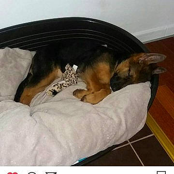 Mady a rejoint le concours — aidez-le/la à gagner de superbes lots ! canidae, carnivore, comfort, companion_dog, dog, dog_bed, dog_breed, german_shepherd_dog, puppy