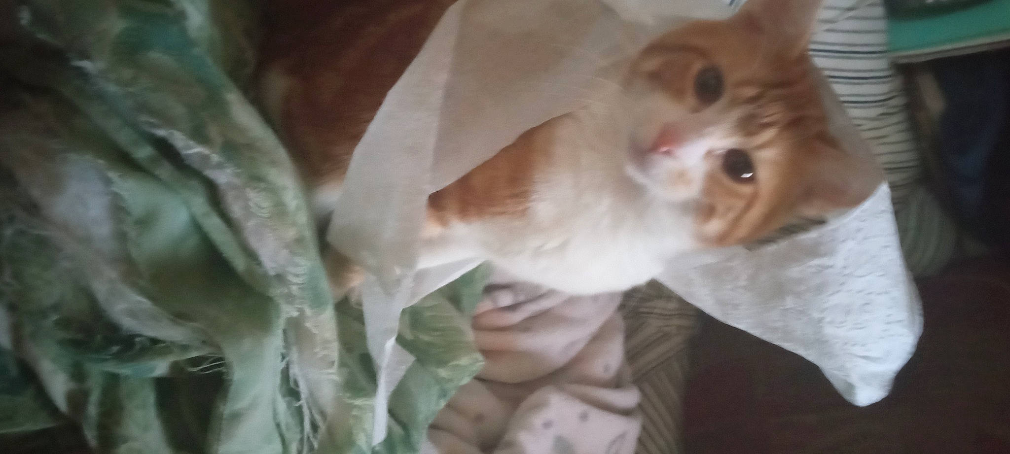 Dingle Berry is registered to the contest to win money with this photo: canidae, carnivore, cat, comfort, companion_dog, dog_breed, domestic_short_haired_cat, fawn, felidae, fur, linens, paw, small_to_medium_sized_cats, snout, tail, whiskers