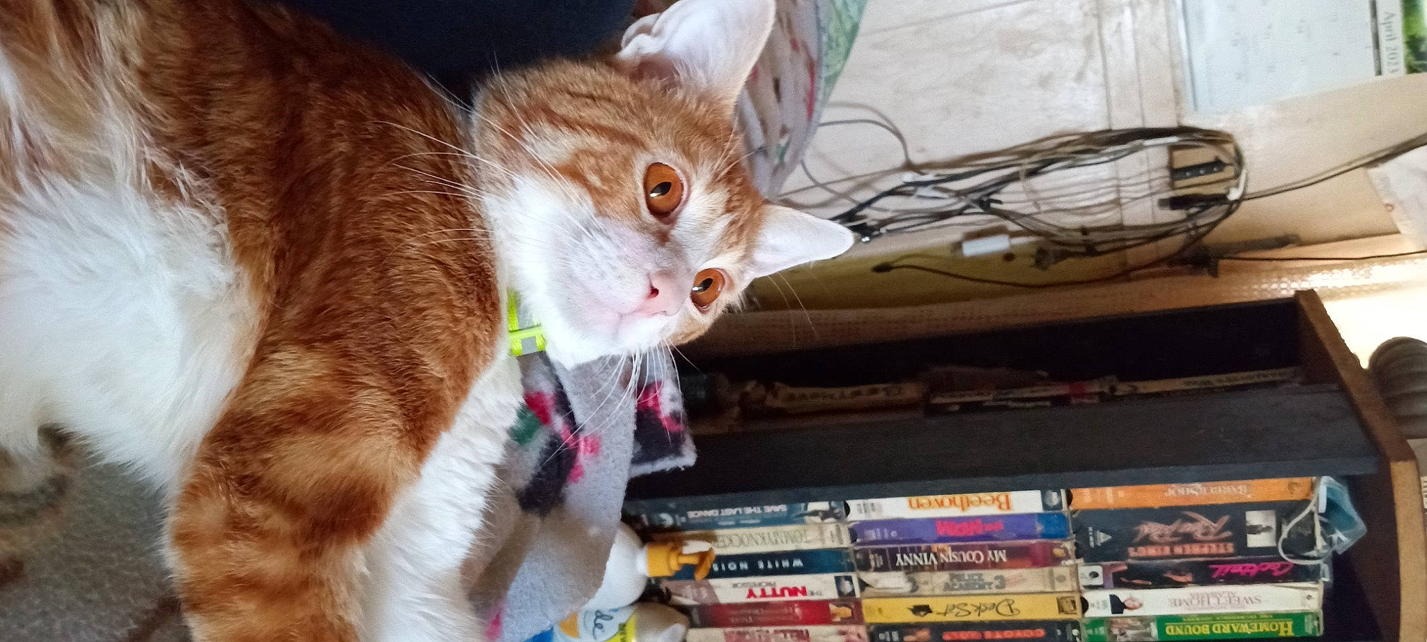 Dingle Berry is registered to the contest to win money with this photo: cardboard, carnivore, cat, claw, collar, domestic_short_haired_cat, fawn, felidae, fur, paw, plant, publication, shelf, small_to_medium_sized_cats, snout, tail, tree, whiskers, wire, wood