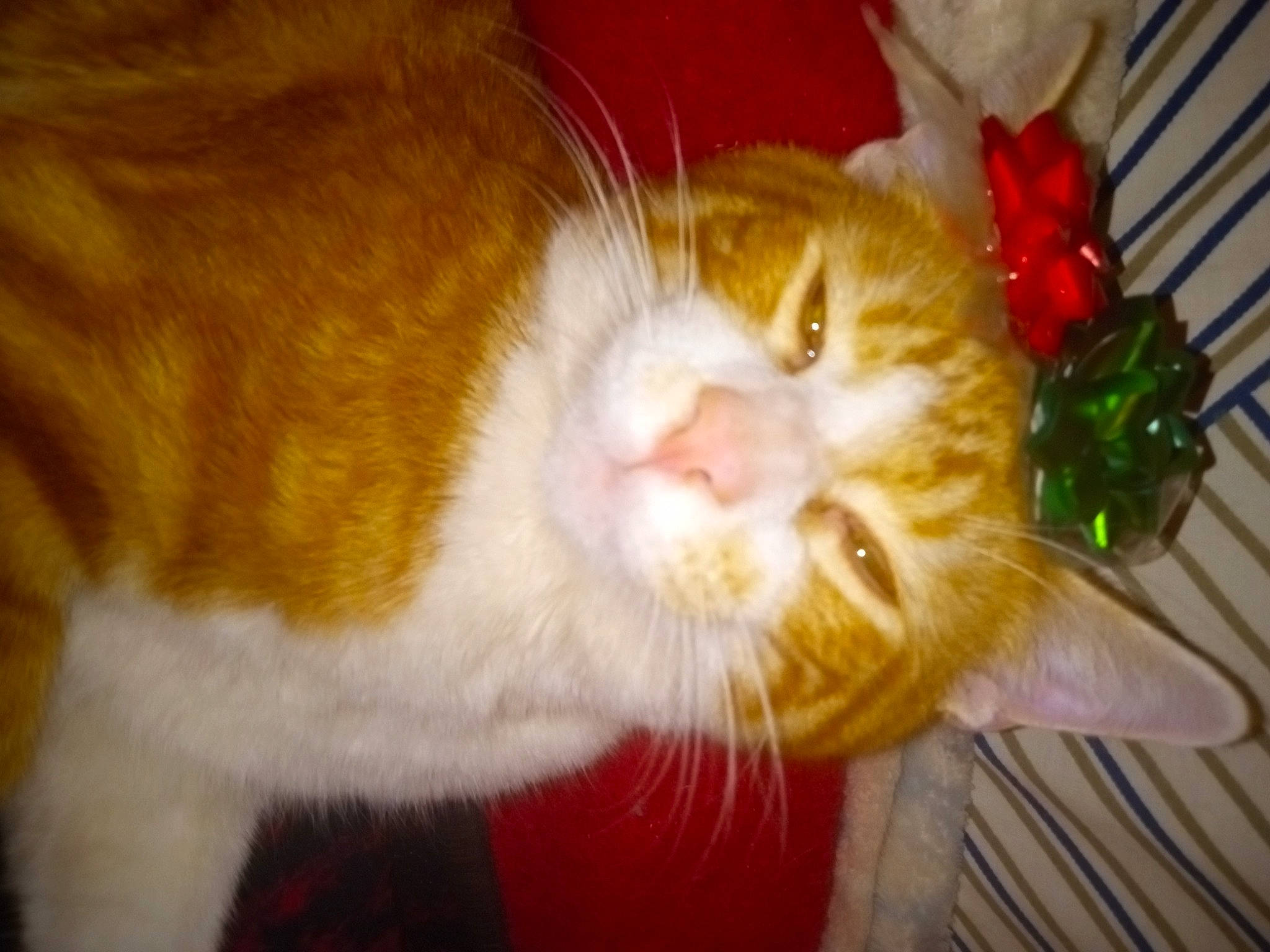 Dingle Berry is registered to the contest to win money with this photo: carnivore, cat, claw, domestic_short_haired_cat, fawn, felidae, fur, lap, paw, plant, small_to_medium_sized_cats, snout, tail, tree, vegetable, whiskers