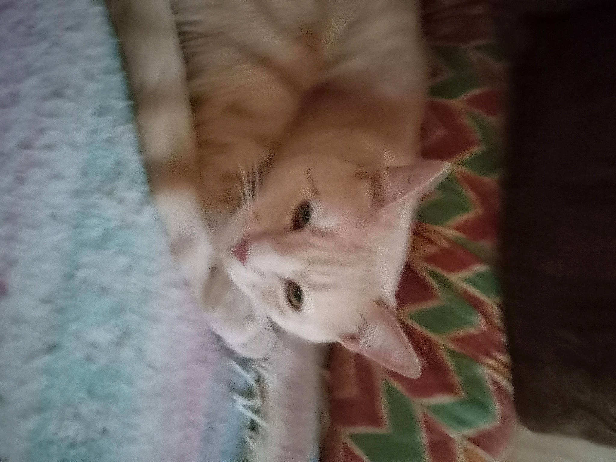 Buggy Su joined the competition — help win amazing prizes! carnivore, cat, claw, domestic_short_haired_cat, fawn, felidae, flooring, fur, linens, paw, small_to_medium_sized_cats, tail, whiskers, wood