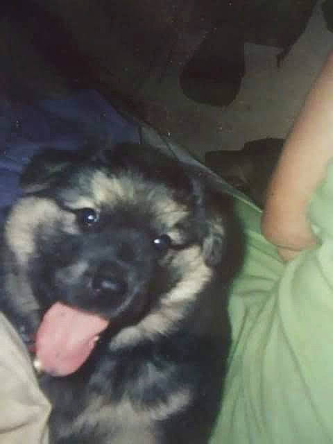 Puffy is registered to the contest to win money with this photo: canidae, carnivore, caucasian_shepherd_dog, dog, dog_breed, fawn, mammal, puppy, sarplaninac, sporting_group, vertebrate