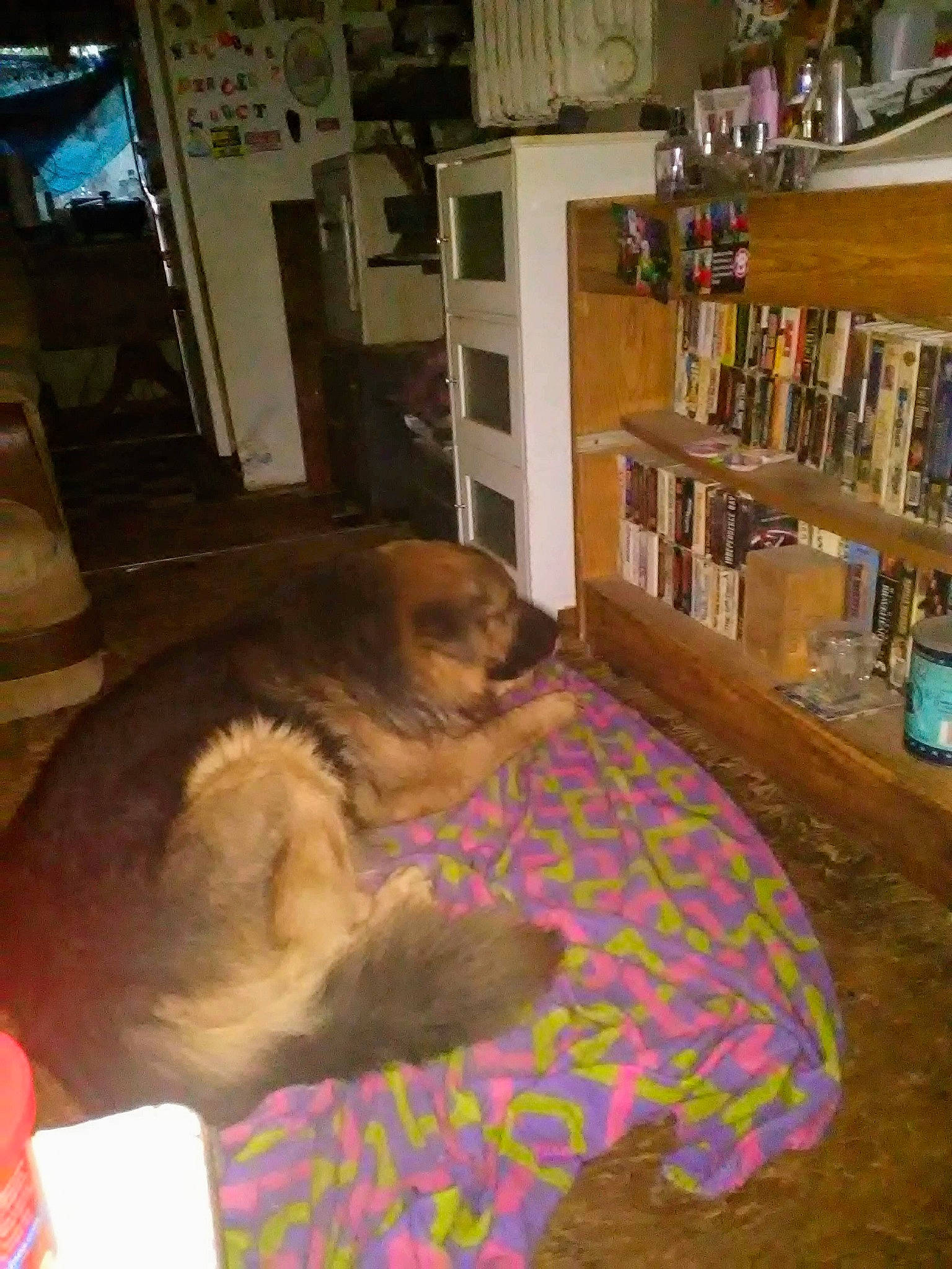 Puffy joined the competition — help win amazing prizes! border_terrier, canidae, carnivore, dog_breed, room, sporting_group