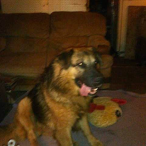 Puffy joined the competition — help win amazing prizes! canidae, carnivore, dog, dog_breed, fawn, german_shepherd_dog, mammal, vertebrate