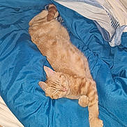 Lumeya participe au concours pour gagner de l'argent avec cette photo : cat, orange_tabby, sleeping, bed, blanket, blue_blanket, feline, pet, domestic_cat, cozy, resting, fur, whiskers, cute, indoor, relaxed, animal, cute_pet, soft, comfort