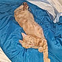 cat, orange_tabby, sleeping, bed, blanket, blue_blanket, feline, pet, domestic_cat, cozy, resting, fur, whiskers, cute, indoor, relaxed, animal, cute_pet, soft, comfort