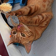Lumeya participe au concours pour gagner de l'argent avec cette photo : animal, cat, claws, close_up, curious, cute, ears, feline, floor, fur, indoor, nibbling, orange_tabby, paws, pet, playful, string, toy, whiskers, young_cat