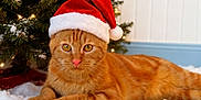 Lumeya a rejoint le concours — aidez-le/la à gagner de superbes lots ! animal, cat, celebration, christmas_tree, cozy, cute, decorations, feline, festive, ginger_cat, holiday, indoor, lights, pet, red_hat, relaxed, santa_hat, seasonal, snow, winter