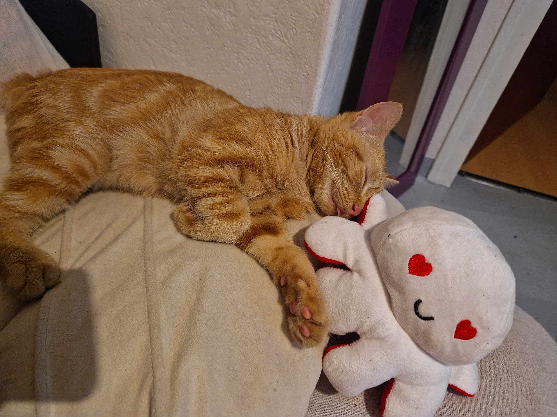 Lumeya a rejoint le concours — aidez-le/la à gagner de superbes lots ! cat, ginger_cat, sleeping, plush_toy, heart_eyes, indoor, cozy, nap, cute, soft_toy, feline, resting, beige, fur, paw, whiskers, toy, relaxed, pet, comfort