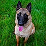 Athéna participe au concours pour gagner de l'argent avec cette photo : dog, belgian_malinois, grass, outdoor, pet, animal, tongue_out, happy, ears_up, brown_fur, black_muzzle, canine, nature, summer, sitting, looking_up, friendly, alert, cute, domestic_animal
