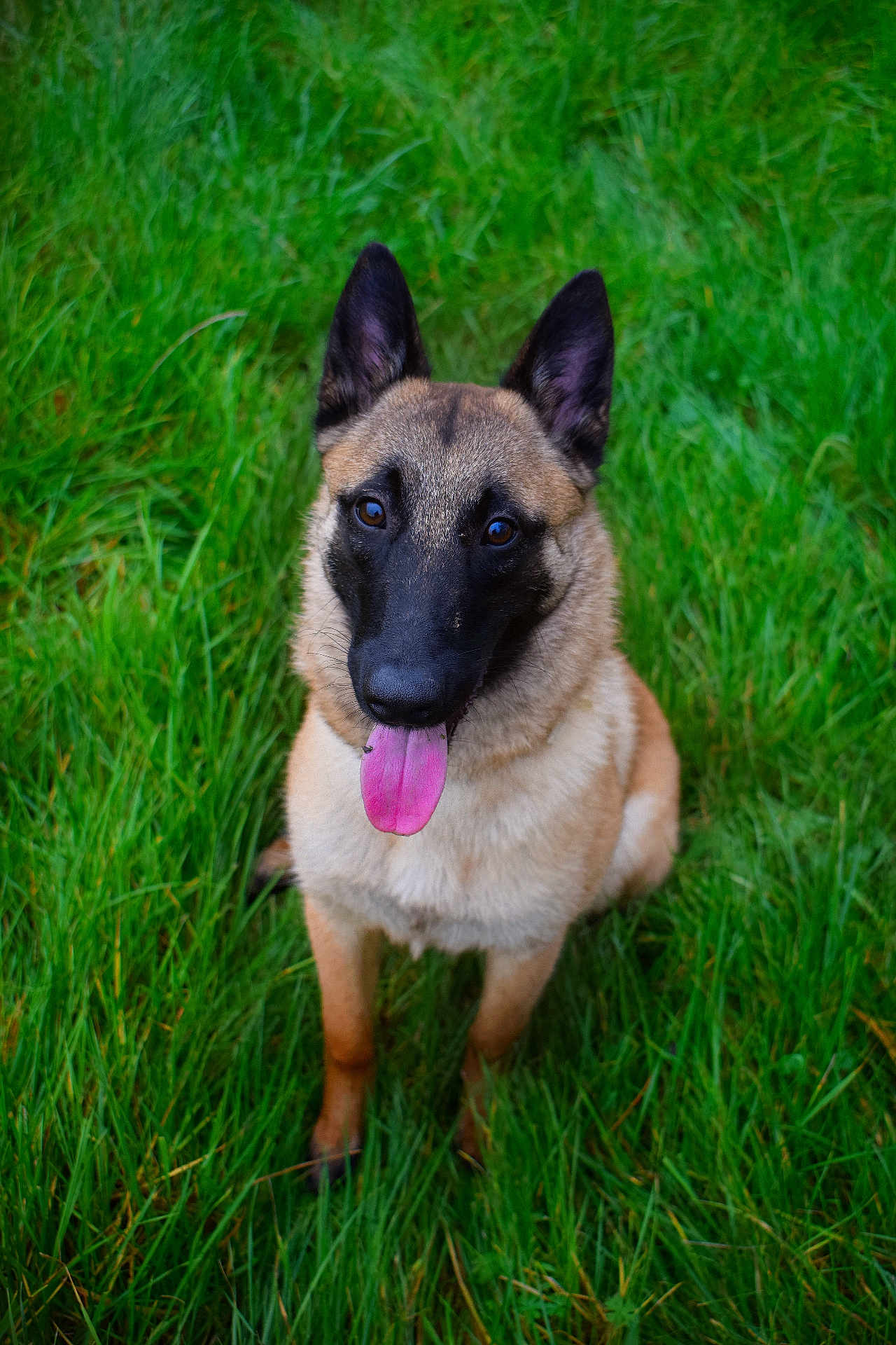 Athéna participe au concours pour gagner de l'argent avec cette photo : dog, belgian_malinois, grass, outdoor, pet, animal, tongue_out, happy, ears_up, brown_fur, black_muzzle, canine, nature, summer, sitting, looking_up, friendly, alert, cute, domestic_animal