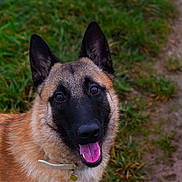 Athéna a rejoint le concours — aidez-le/la à gagner de superbes lots ! dog, german_shepherd, animal, pet, outdoor, grass, tongue, ears, collar, canine, muzzle, fur, brown, black, happy, alert, portrait, nature, companion, friendly
