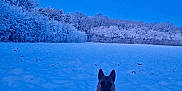 Athéna a rejoint le concours — aidez-le/la à gagner de superbes lots ! dog, snow, winter, field, trees, moon, sky, outdoor, animal, canine, leash, nature, cold, forest, landscape, pet, sitting, daylight, scenery, quiet