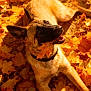 Athéna participe au concours pour gagner de l'argent avec cette photo : dog, autumn, fall_leaves, orange_leaves, playful, outdoor, canine, pet, nature, sunlight, leaf_in_mouth, happy, lying_down, warm_colors, forest_floor, seasonal, animal, collar, closeup, daylight
