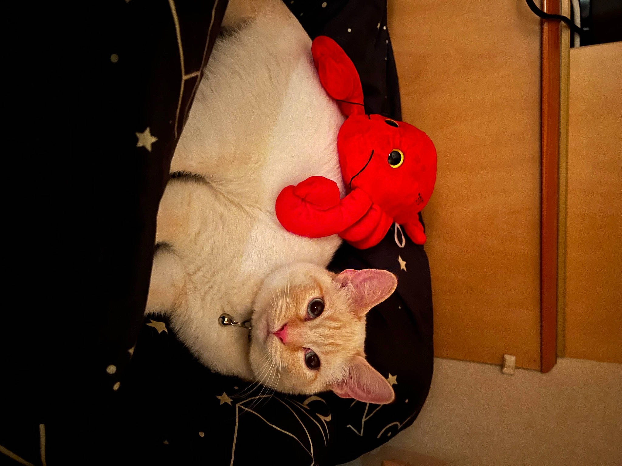 Pablo is registered to the contest to win money with this photo: bag, carmine, carnivore, cat, comfort, domestic_short_haired_cat, fawn, felidae, foot, fur, lap, linens, paw, plush, room, small_to_medium_sized_cats, stuffed_toy, tail, whiskers, wood