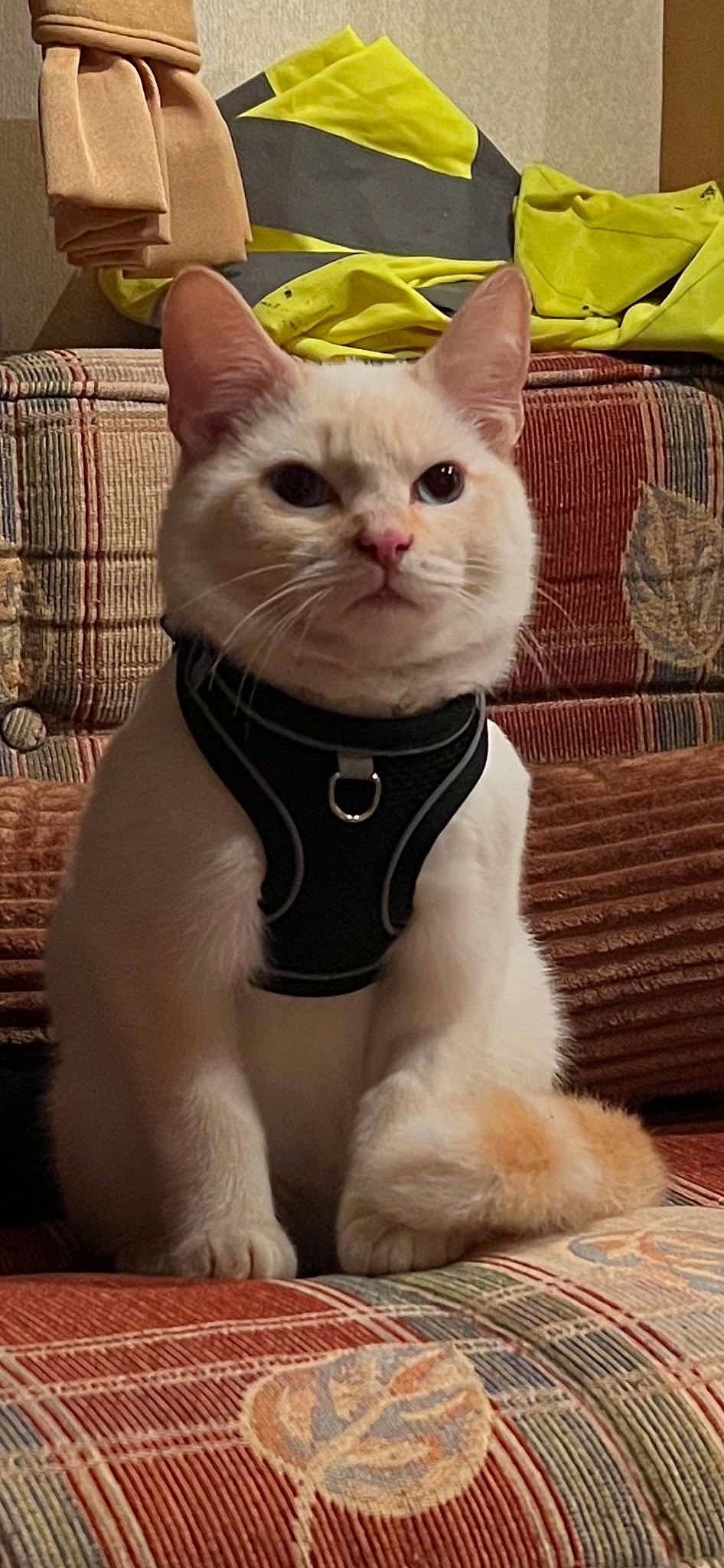 Pablo joined the competition — help win amazing prizes! bow_tie, carnivore, cat, claw, collar, comfort, couch, domestic_short_haired_cat, fang, fawn, felidae, fur, pattern, paw, pet_supply, small_to_medium_sized_cats, snout, tail, terrestrial_animal, whiskers