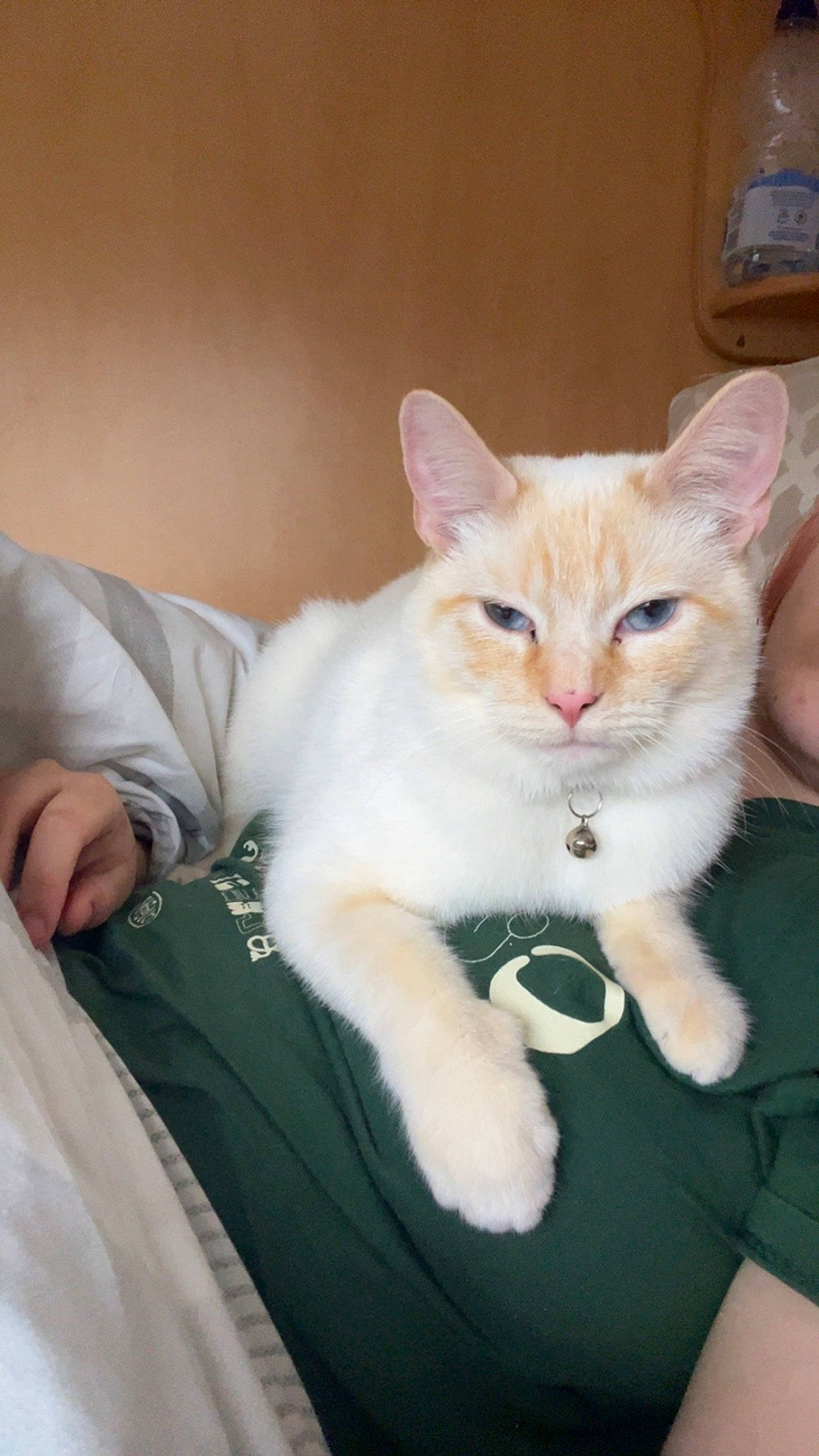 Pablo joined the competition — help win amazing prizes! carnivore, cat, claw, comfort, companion_dog, domestic_short_haired_cat, fawn, felidae, fur, gesture, lap, paw, sitting, small_to_medium_sized_cats, snout, tail, whiskers