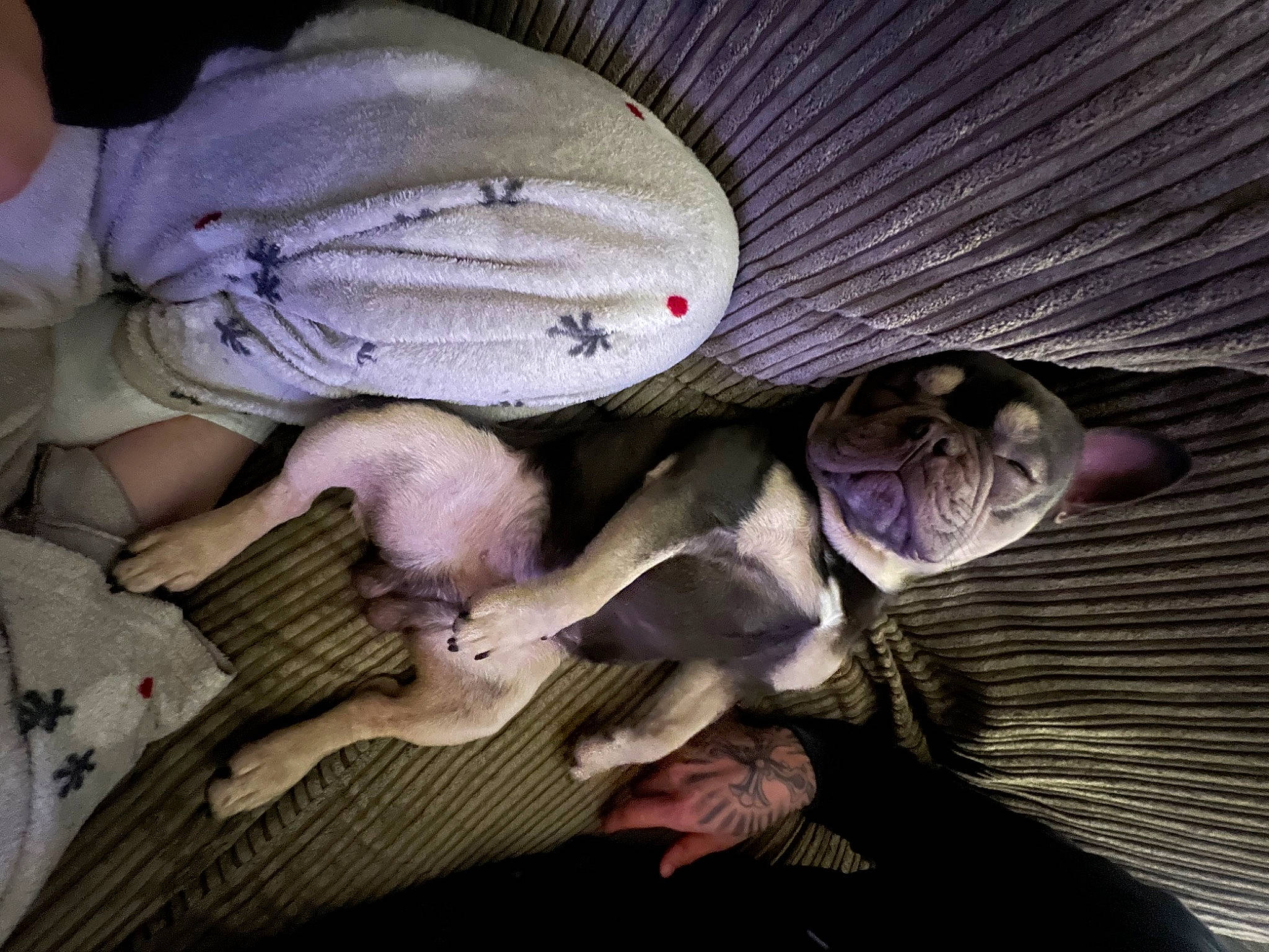 Blade joined the competition — help win amazing prizes! comfort, fish, flesh, fur, linens, nap, room, tail, wood