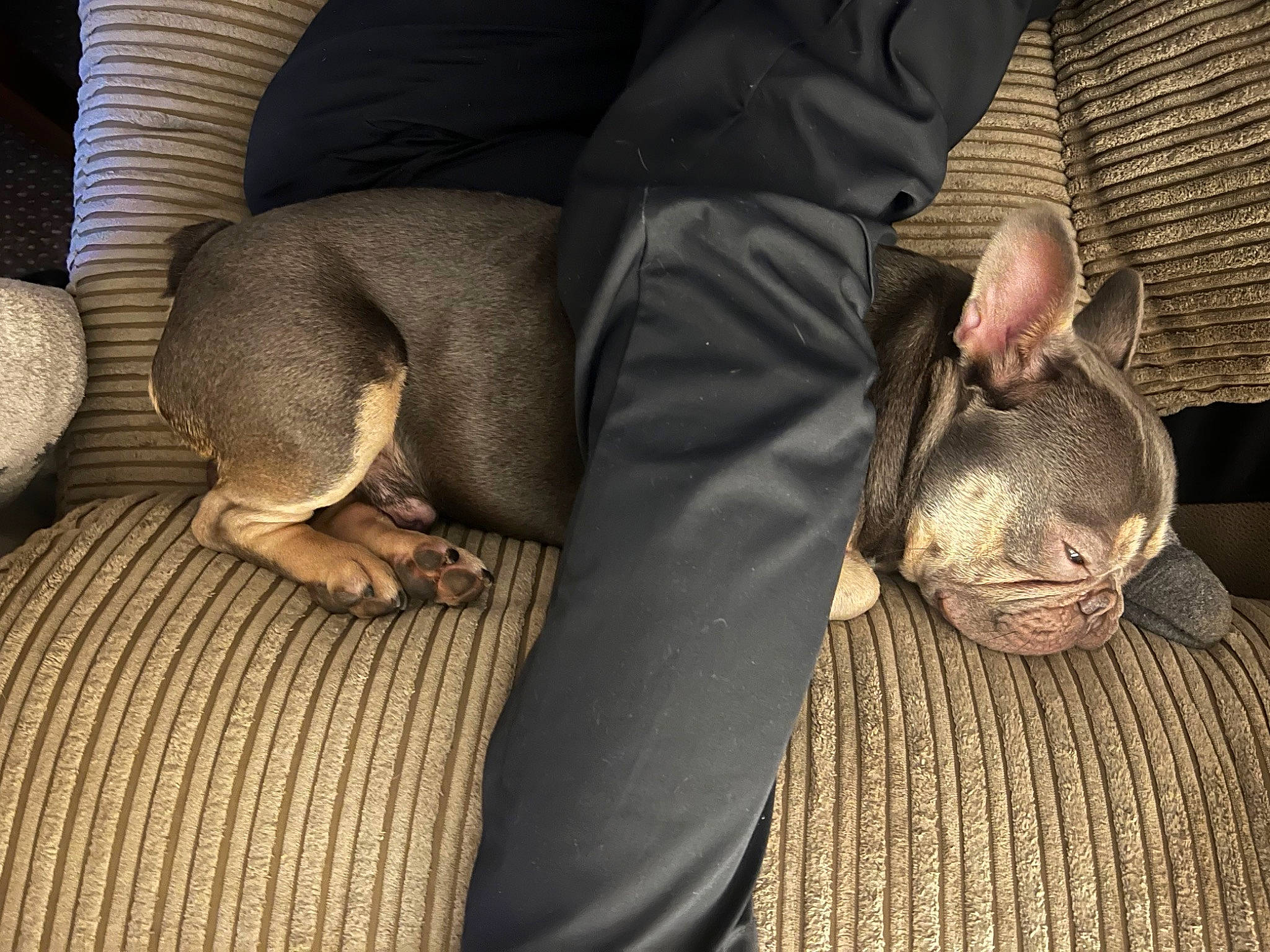 Blade is registered to the contest to win money with this photo: carnivore, comfort, companion_dog, dog, dog_breed, fawn, felidae, flooring, foot, gesture, grey, human_leg, leg, mammal, sitting, snout, sporting_group, thigh, whiskers, wood