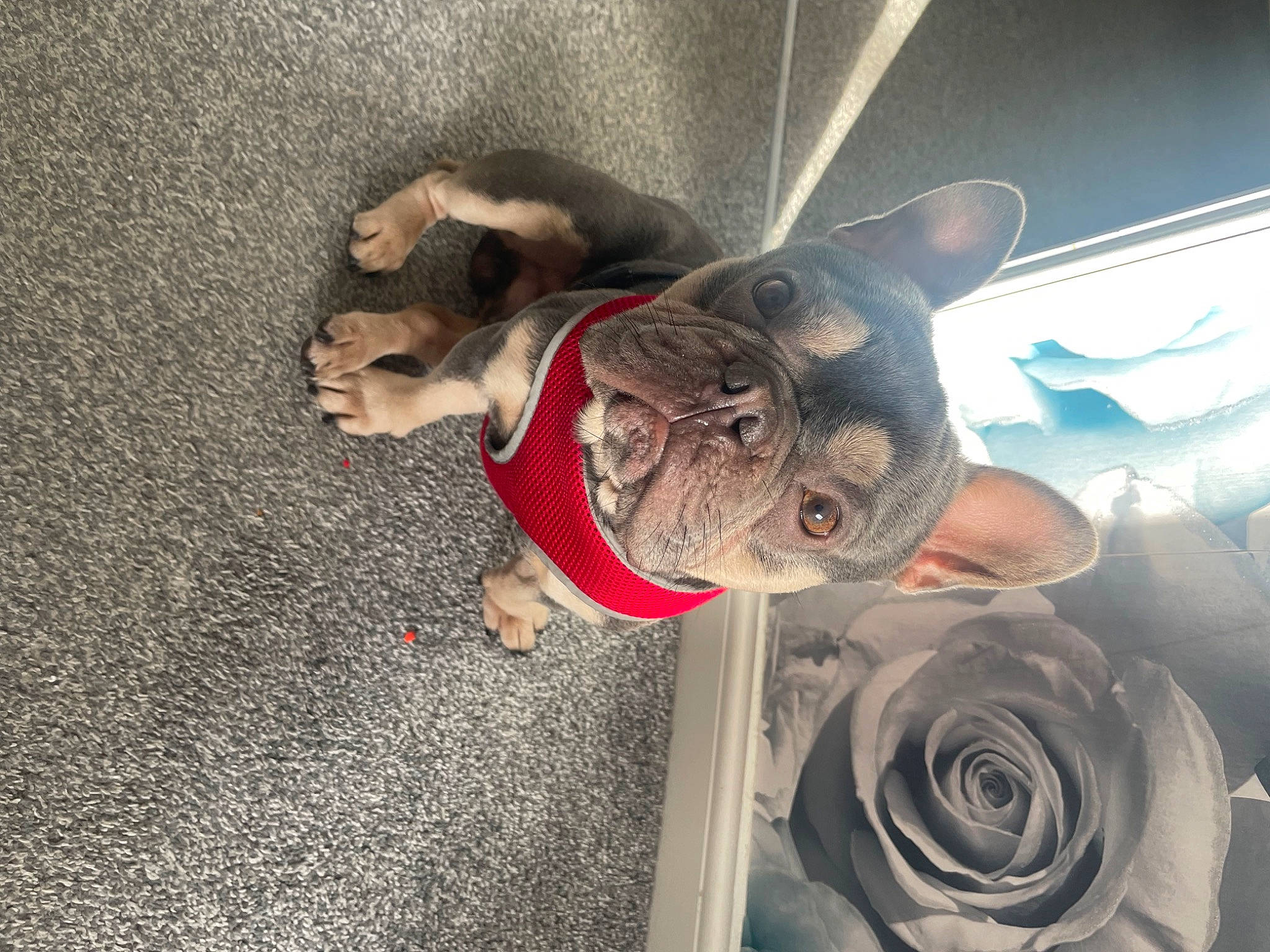 Blade joined the competition — help win amazing prizes! carnivore, companion_dog, dog, dog_breed, ear, eyewear, fawn, felidae, glasses, hybrid_tea_rose, petal, plant, rose, selfie, snout, sporting_group, tail, toy, whiskers, working_animal