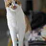 alert, animal, cat, close_up, companion, curious, cute, domestic, fur, furniture, household, indoor, mammal, orange_and_white, pet, portrait, soft_focus, standing, whiskers, wide_eyes