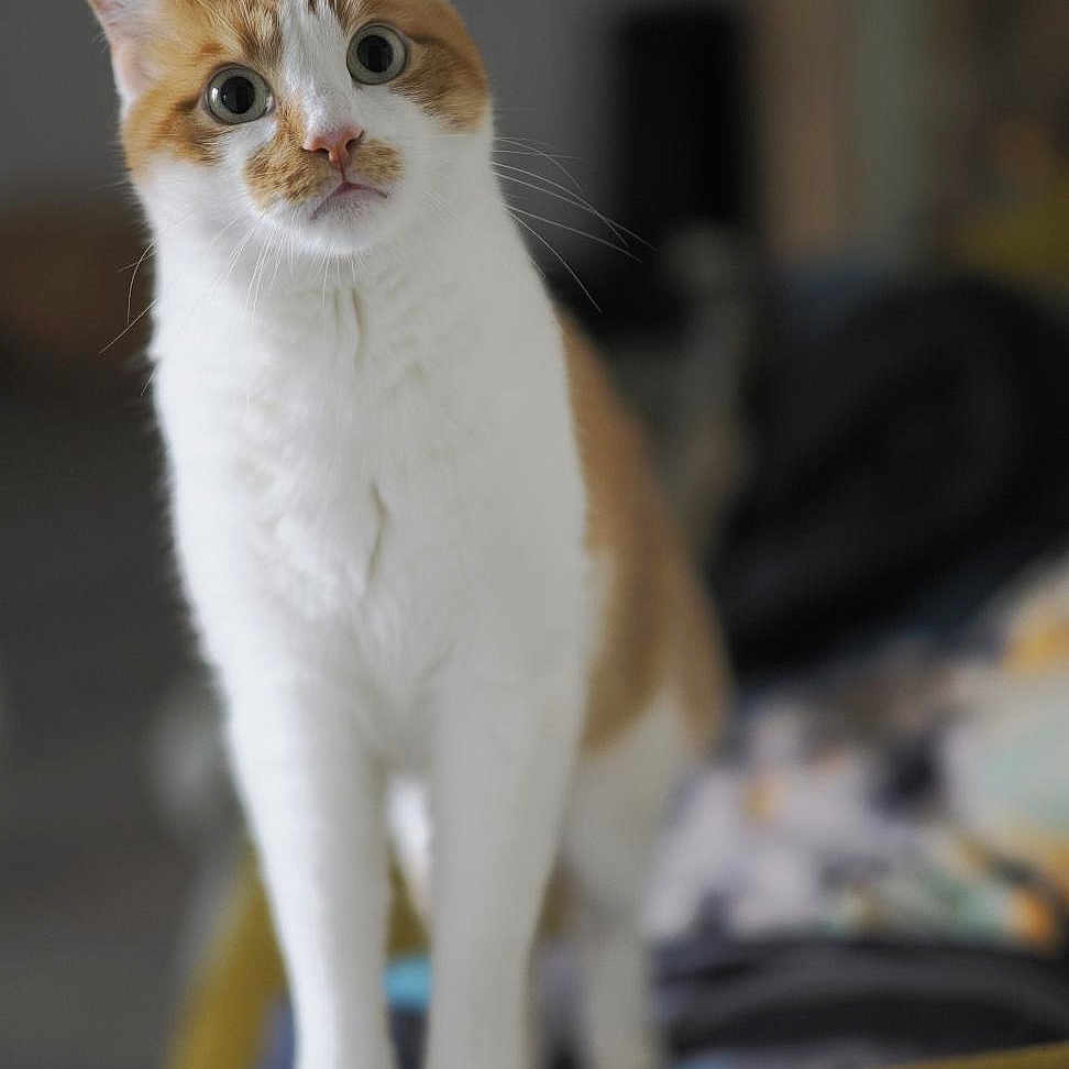 Jacqouille