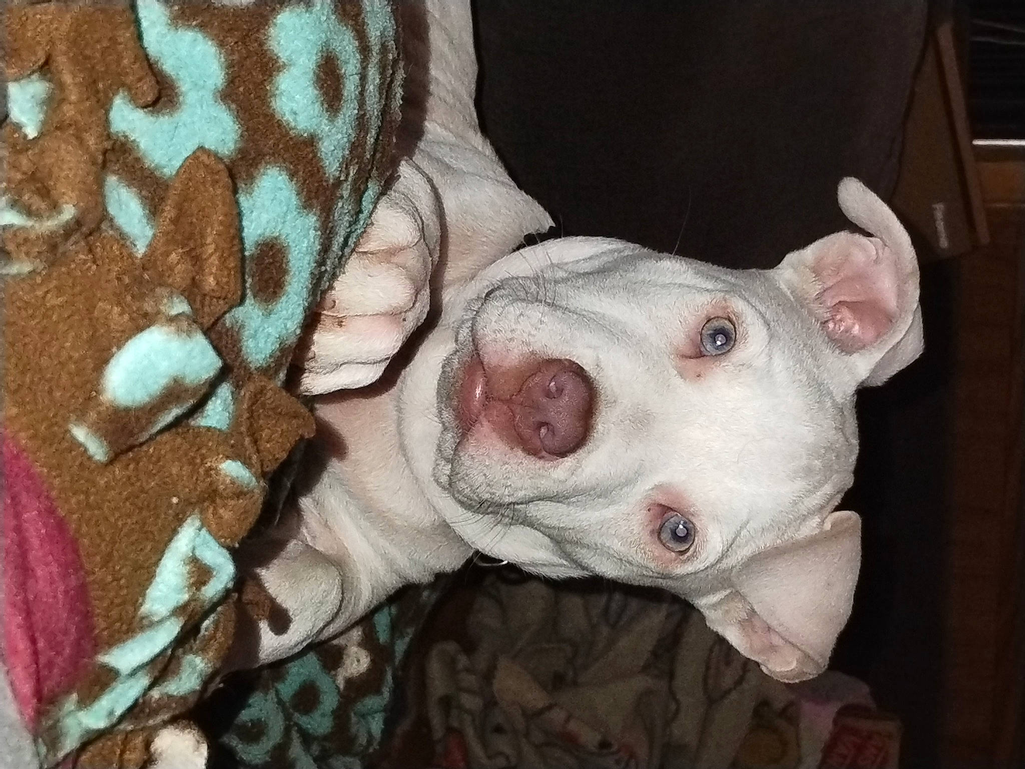 Duke joined the competition — help win amazing prizes! canidae, carnivore, companion_dog, dog, dog_breed, ear, fawn, fur, linens, non_sporting_group, pattern, sleeve, snout, sporting_group, terrestrial_animal, whiskers, working_animal