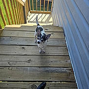 Moo Moo is registered to the contest to win money with this photo: dog, chihuahua, small_dog, black_and_white, pet, animal, standing, looking_up, ears, tail, wooden_deck, stairs, railing, outdoor, backyard, sunlight, grass, house, bicycle, portrait