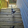 dog, chihuahua, small_dog, black_and_white, pet, animal, standing, looking_up, ears, tail, wooden_deck, stairs, railing, outdoor, backyard, sunlight, grass, house, bicycle, portrait