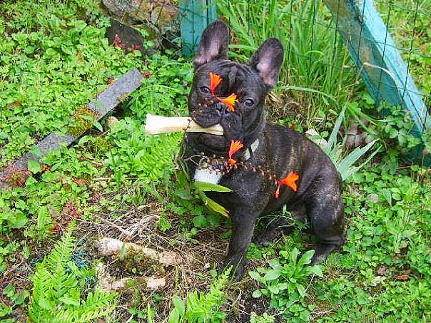 Disco a rejoint le concours — aidez-le/la à gagner de superbes lots ! adventure, biome, canidae, carnivore, companion_dog, dog, dog_breed, felidae, garden, grass, groundcover, jungle, plant, recreation, small_to_medium_sized_cats, sporting_group, tail, terrestrial_animal, terrestrial_plant, working_animal